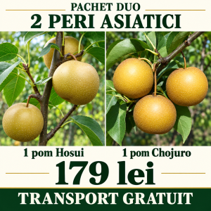 Pachet 2 peri asiatici Hosui + Chojuro transport gratuit