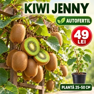 Kiwi Jenny autofertil, plantă 25–50 cm, preț 49 lei