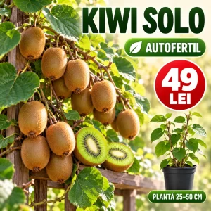 Kiwi Solo autofertil, plantă 25–50 cm, preț 49 lei