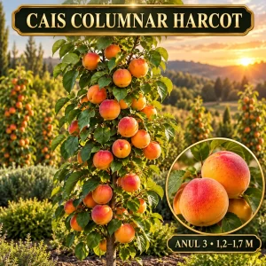 Cais columnar Harcot