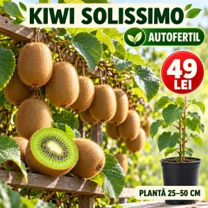 Kiwi Solissimo autofertil, plantă 25–50 cm, preț 49 lei