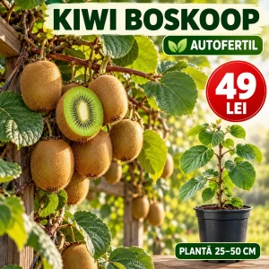 Kiwi Boskoop autofertil, plantă 25–50 cm, preț 49 lei