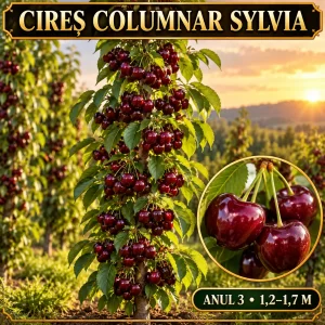 Cireș columnar Sylvia