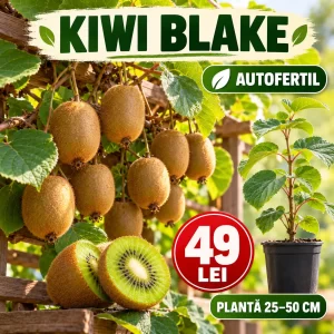 Kiwi Blake autofertil, plantă 25–50 cm, preț 49 lei