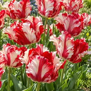 Lalele Estella Rijnveld – tip papagal – 10 bulbi