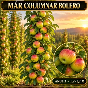 Măr columnar Bolero