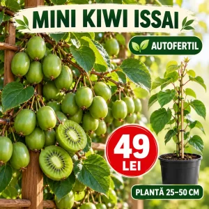 Mini Kiwi Issai autofertil, plantă 25–50 cm, preț 49 lei