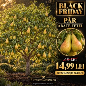 Păr Abate Fetel