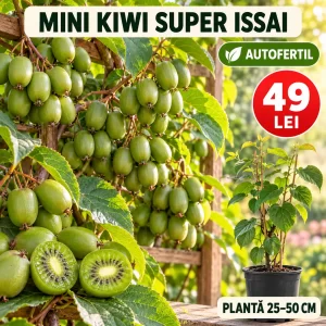 Mini Kiwi Super Issai autofertil, plantă 25–50 cm, preț 49 lei