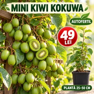 Mini Kiwi Kokuwa autofertil, plantă 25–50 cm, preț 49 lei