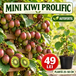 Mini Kiwi Prolific autofertil, plantă 25–50 cm, preț 49 lei