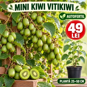 Mini Kiwi Vitikiwi autofertil, plantă 25–50 cm, preț 49 lei