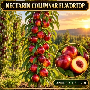 Nectarin columnar Flavortop