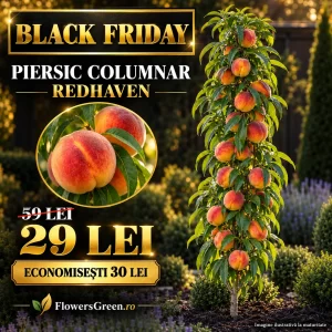 Piersic columnar Redhaven