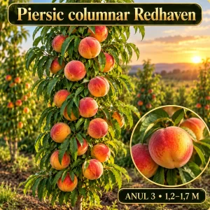 Piersic columnar Redhaven