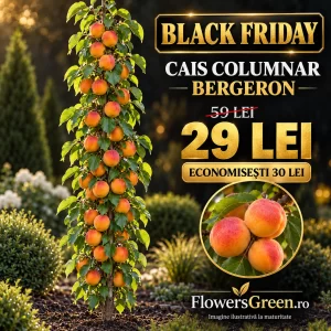Cais columnar Bergeron
