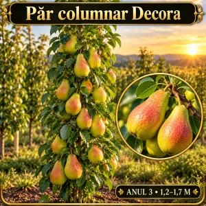 Păr columnar Decora