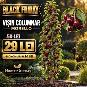 Vișin columnar Morello