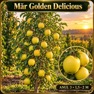 Măr Golden Delicious
