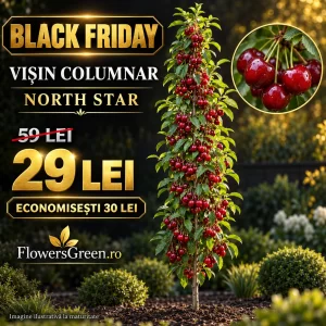 Vișin columnar North Star