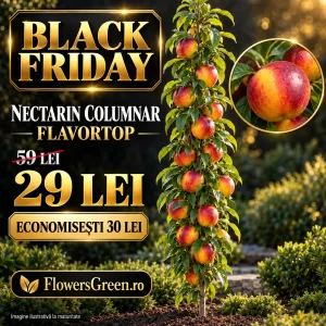 Nectarin columnar Flavortop