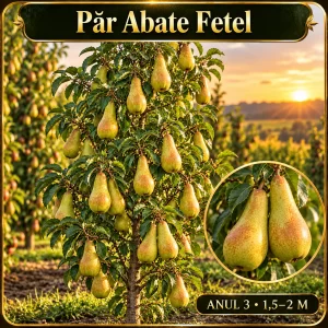Păr Abate Fetel