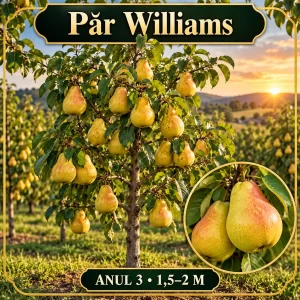 Păr Williams