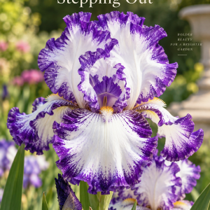 Iris Stepping Out cu flori alb cu borduri violet – soi de iris din rizom
