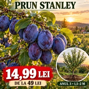 Prun Stanley – pom fructifer anul 3, 1,5–2 m